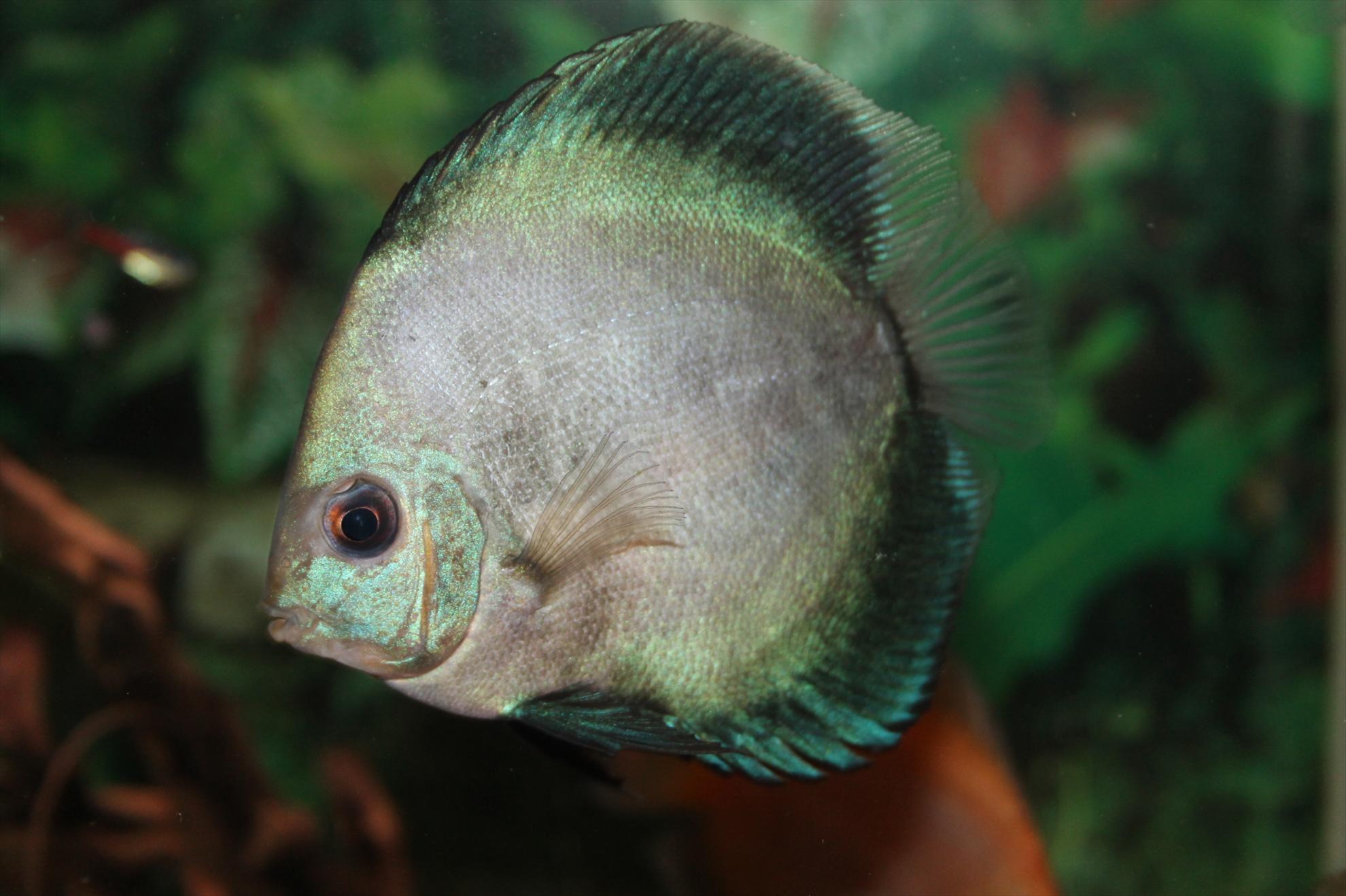 My new passion...1 - 1-16.JPG